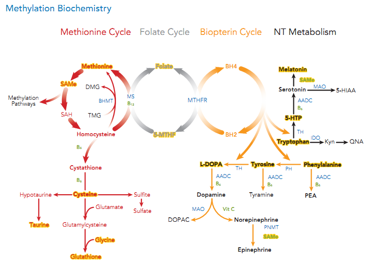 methylation-cycle